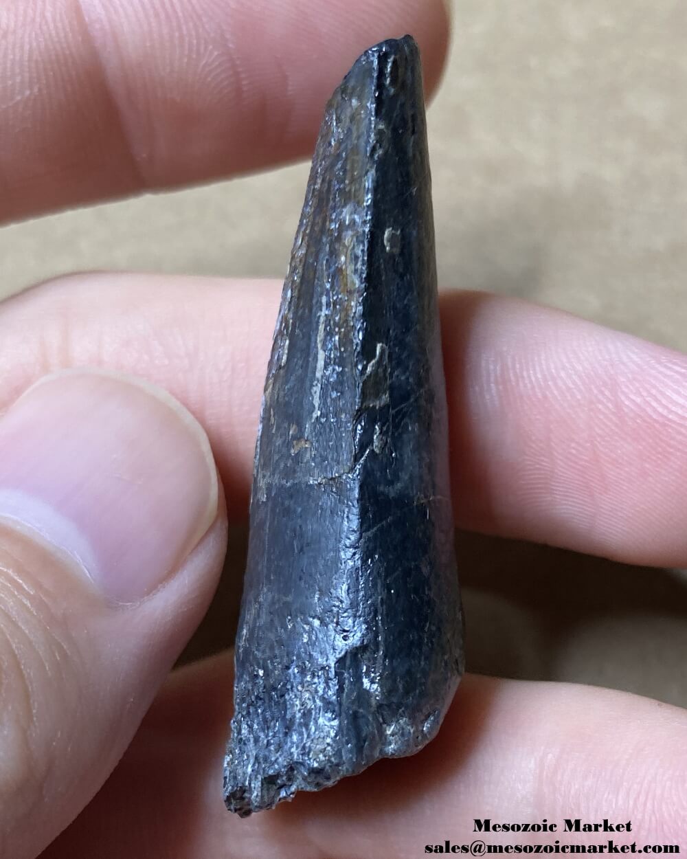 An image of the distal side of a large fossilized tooth from a Suchomimus dinosaur.