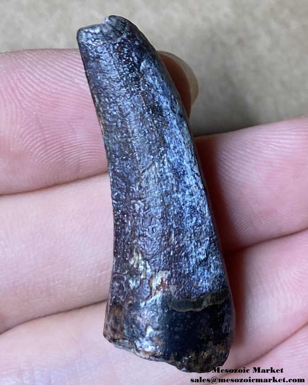 An image of a fossilized tooth from a Suchomimus dinosaur.