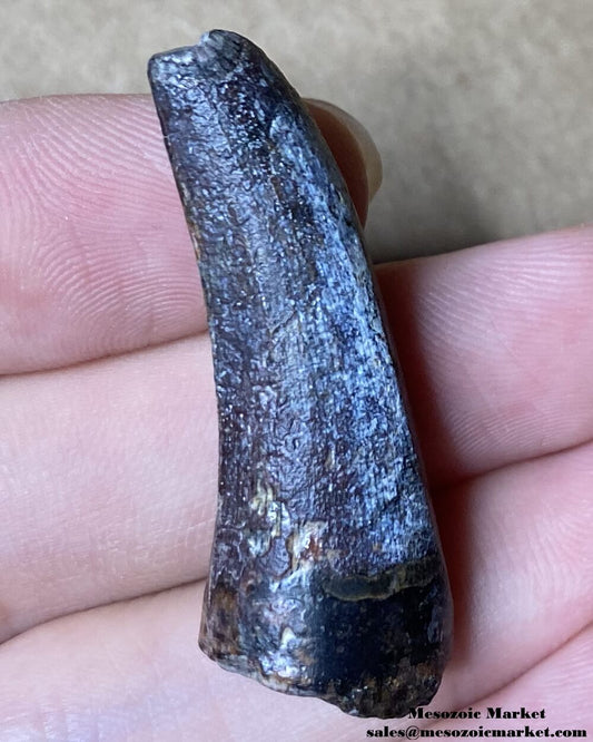 An image of a fossilized tooth from a Suchomimus dinosaur.