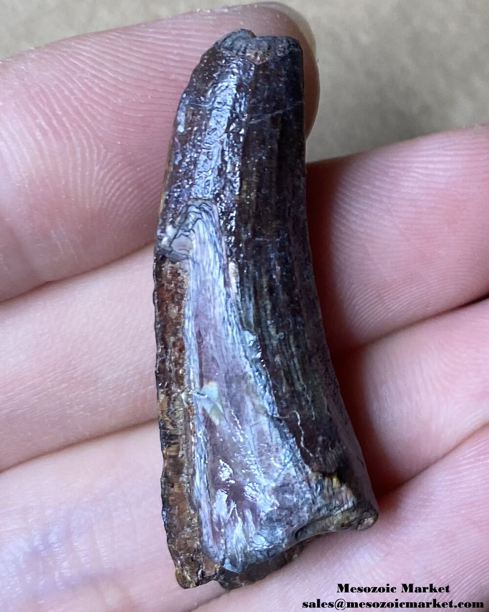 An image of a fossilized tooth from a Suchomimus dinosaur.