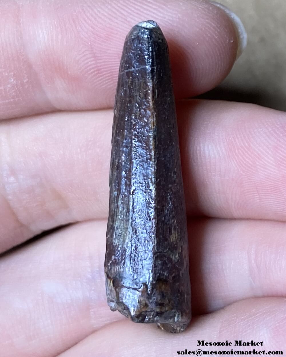 An image of the distal side of a fossilized tooth from a Suchomimus dinosaur.