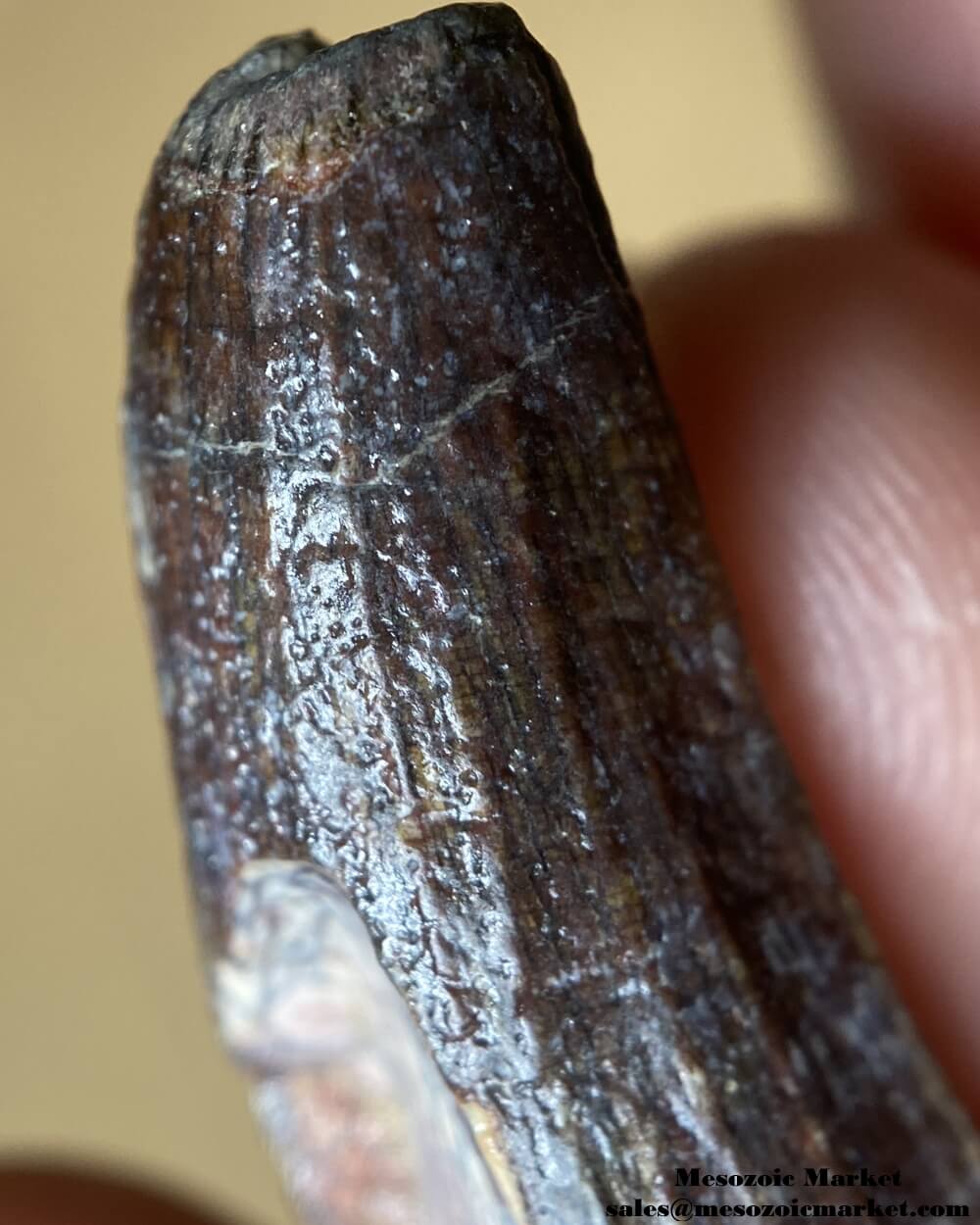 An image of a closeup view of a fossilized tooth of a Suchomimus dinosaur.