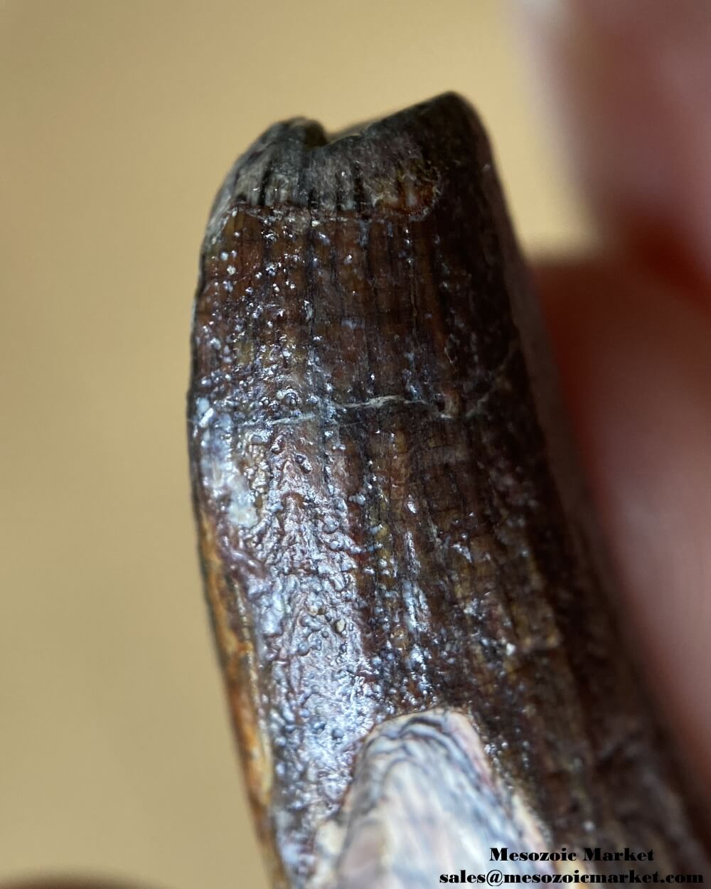 An image of a closeup view of the tip of a fossilized tooth of a Suchomimus dinosaur.