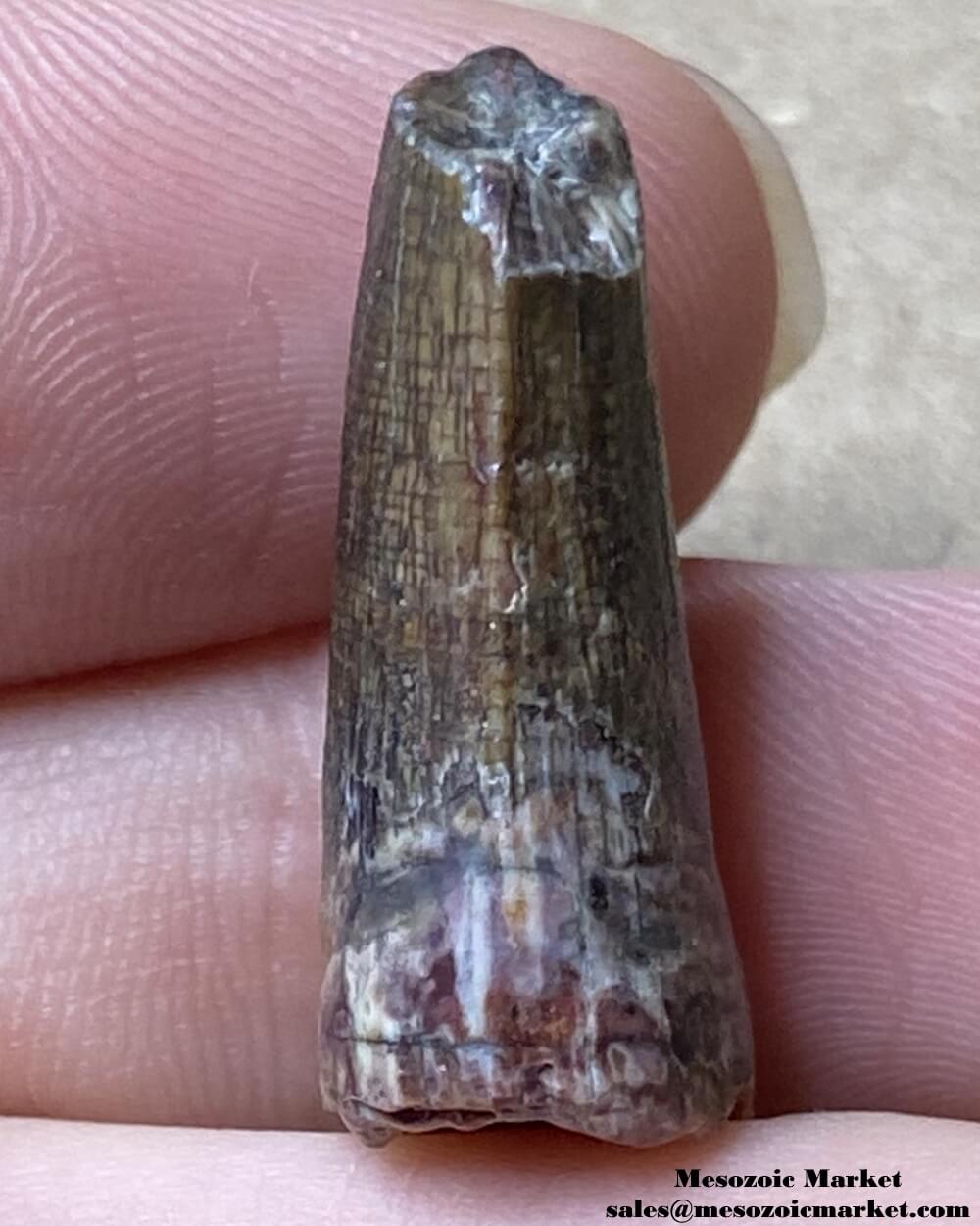 An image of a Suchomimus dinosaur tooth fossil.