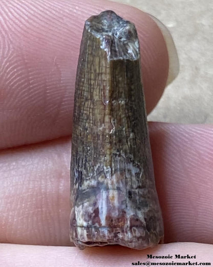 An image of a Suchomimus dinosaur tooth fossil.