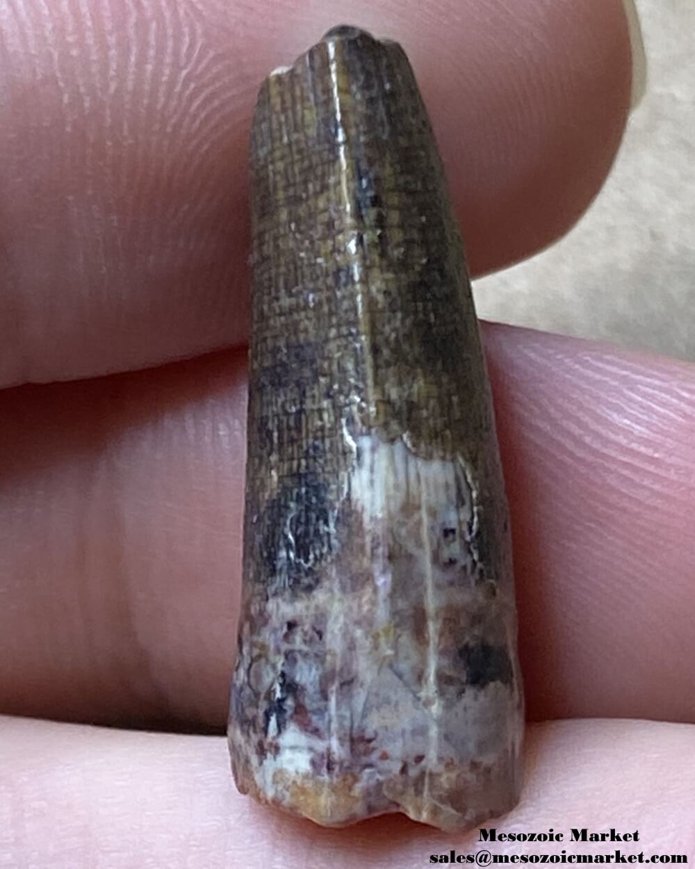 An image of a Suchomimus dinosaur tooth fossil.