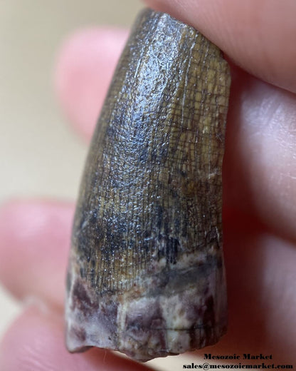 An image of a Suchomimus dinosaur tooth fossil.