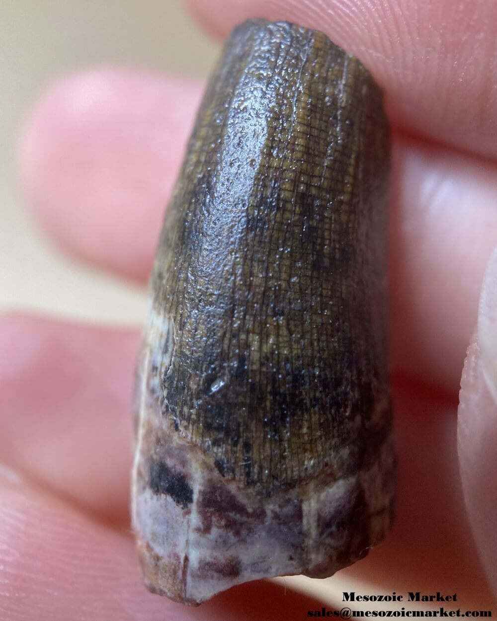 An image of a Suchomimus dinosaur tooth fossil.