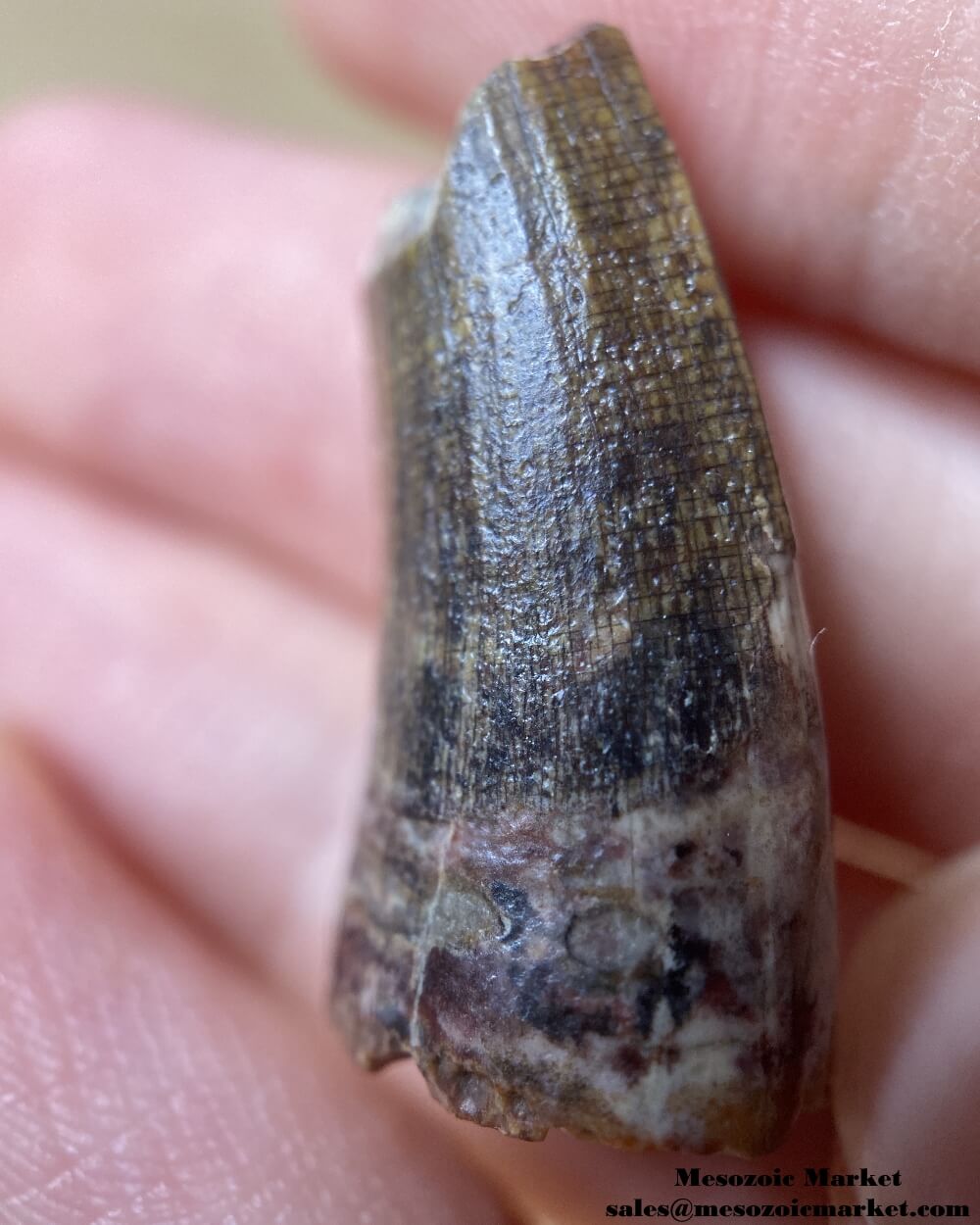 An image of a Suchomimus dinosaur tooth fossil.