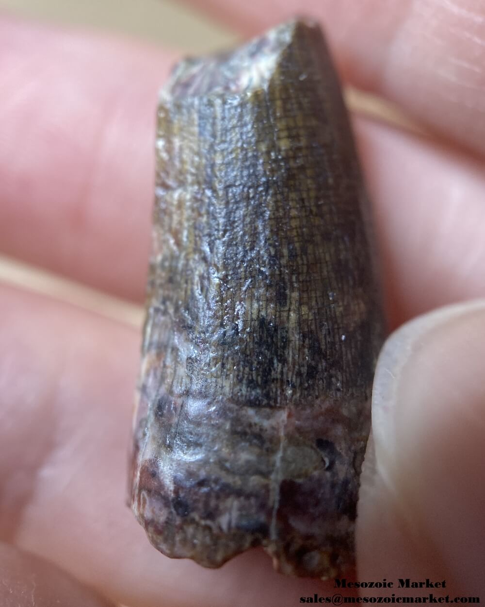 An image of a Suchomimus dinosaur tooth fossil.