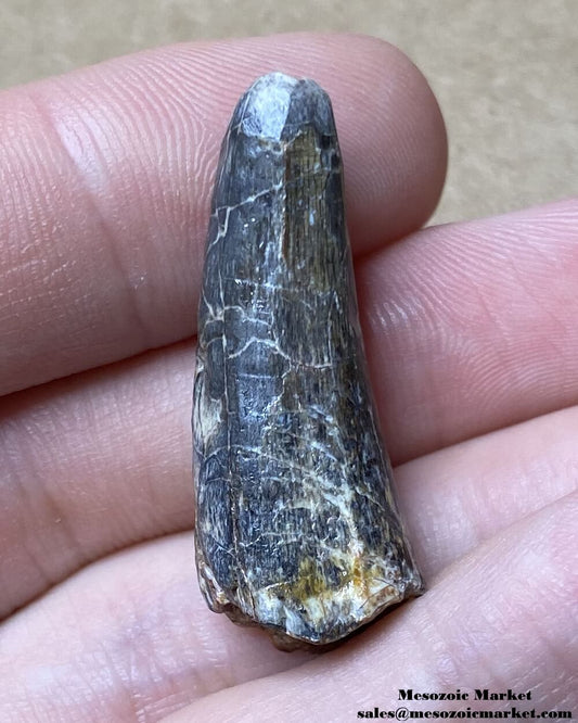 An image of a fossilized tooth from a Suchomimus dinosaur or unknown Crocodylomorph.