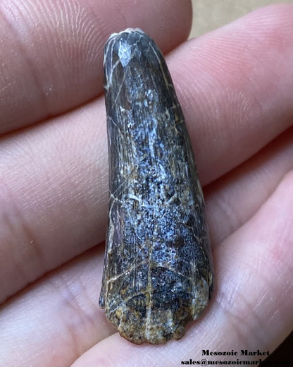 An image of a fossilized tooth from a Suchomimus dinosaur or unknown Crocodylomorph.