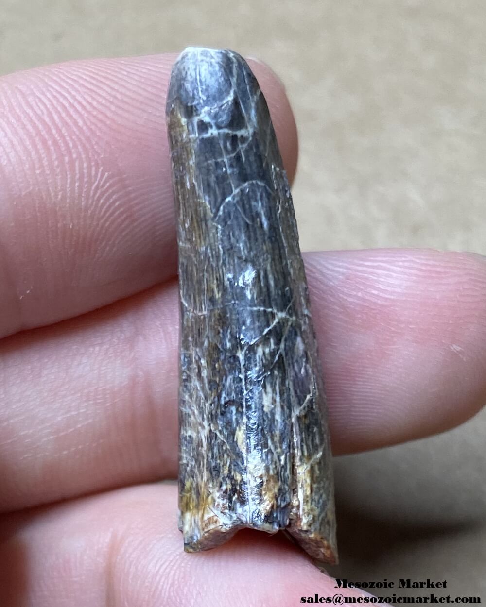 An image of the distal side of a fossilized tooth from a Suchomimus dinosaur or unknown Crocodylomorph.