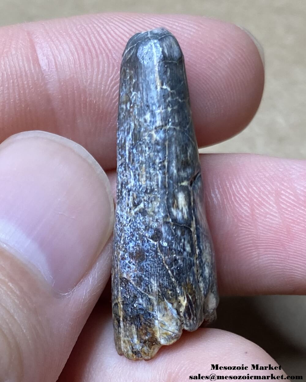 An image of the mesial side of a fossilized tooth from a Suchomimus dinosaur or unknown Crocodylomorph.