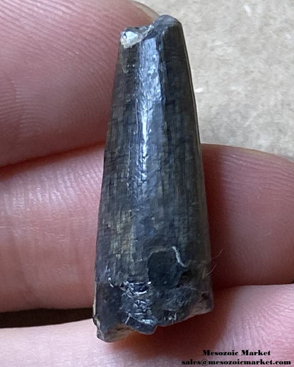 An image of a worn Suchomimus dinosaur tooth fossil.