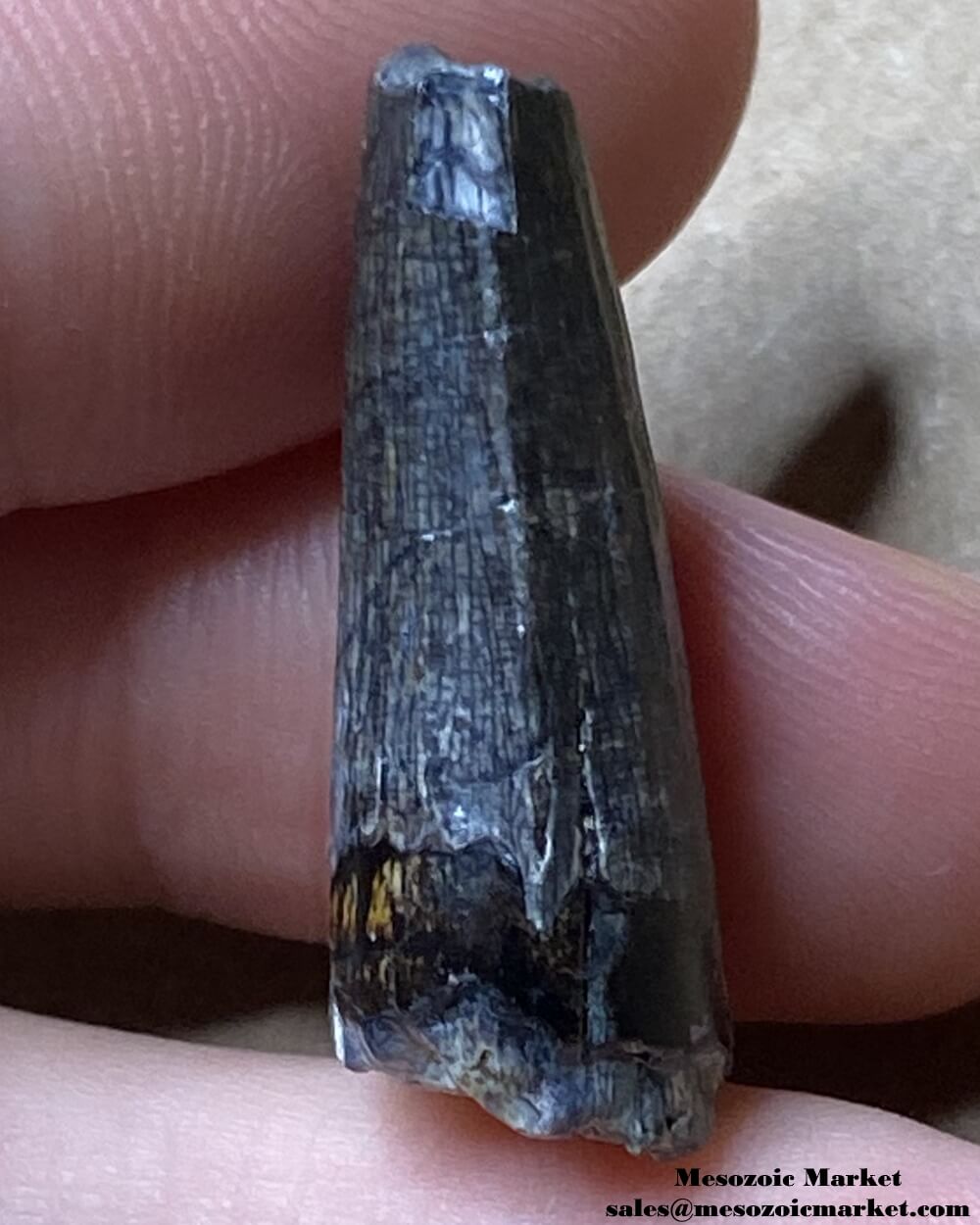 An image of a worn Suchomimus dinosaur tooth fossil.