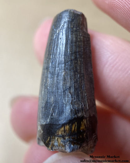 An image of a worn Suchomimus dinosaur tooth fossil.