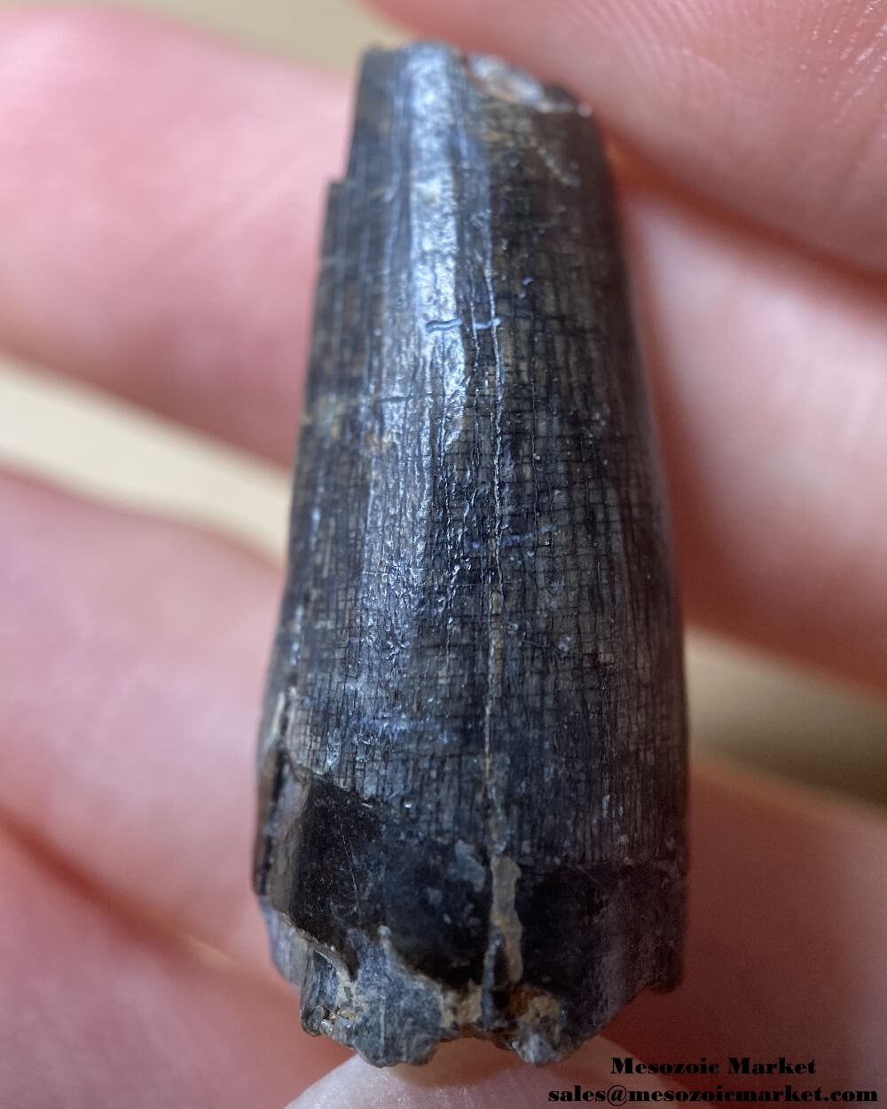 An image of a worn Suchomimus dinosaur tooth fossil.