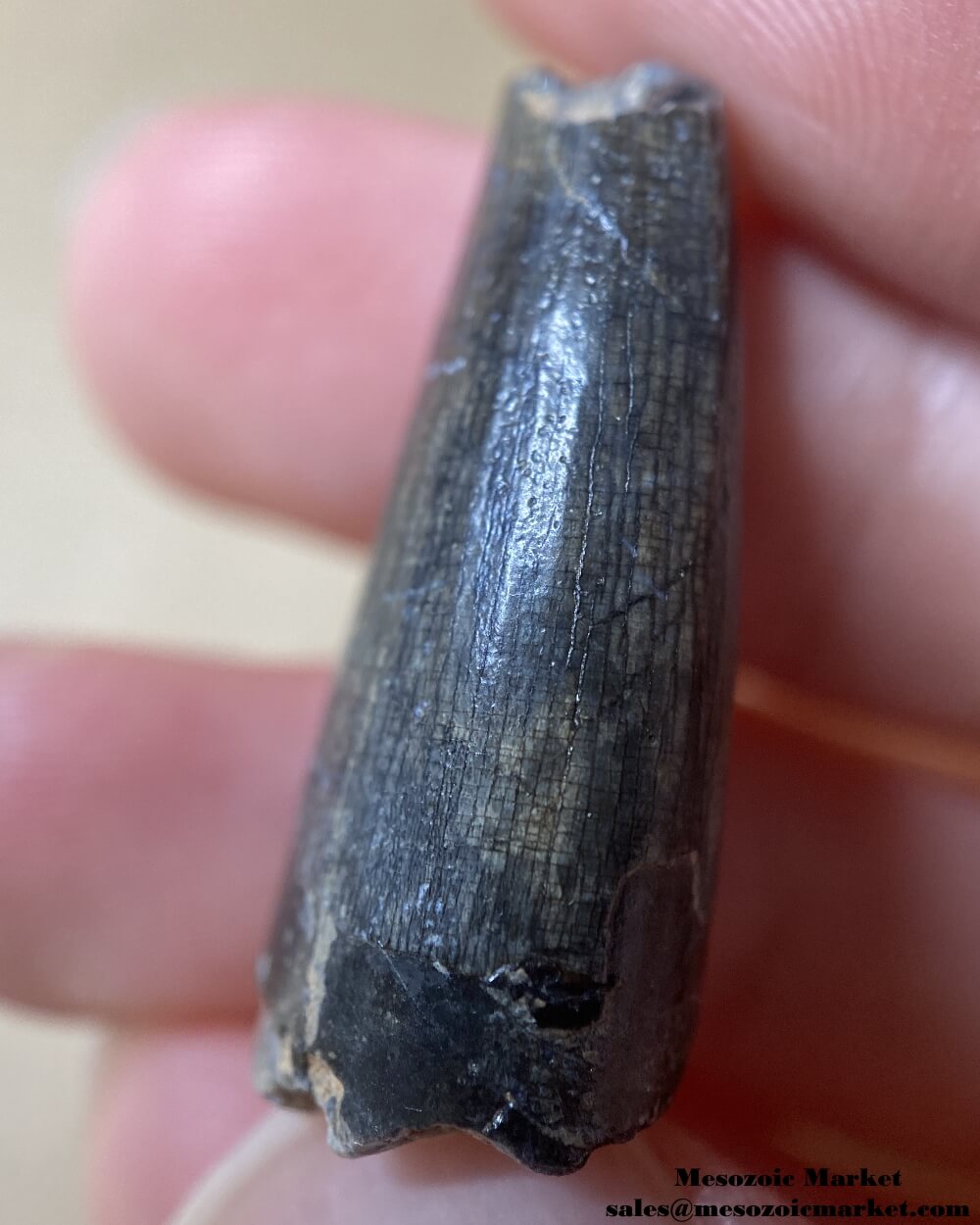 An image of a worn Suchomimus dinosaur tooth fossil.