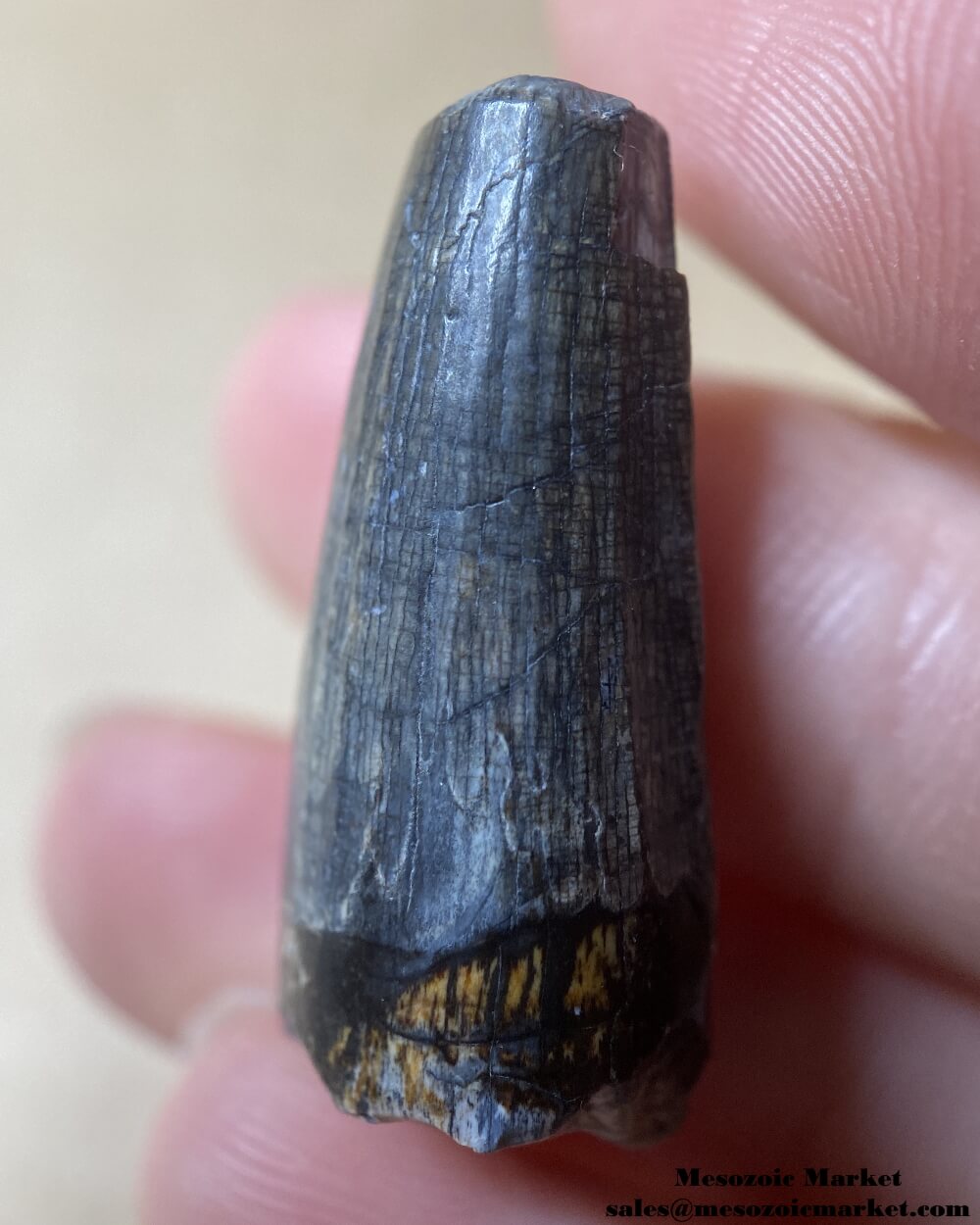 An image of a worn Suchomimus dinosaur tooth fossil.