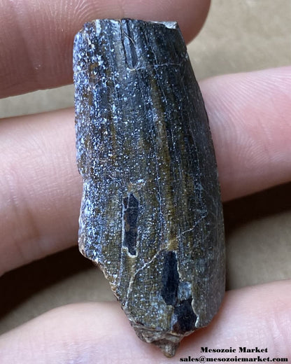 An image of a fossilized tooth from a Suchomimus dinosaur.