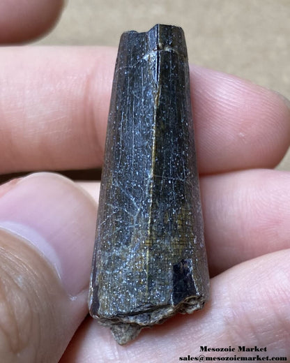 An image of the mesial side of a fossilized tooth from a Suchomimus dinosaur.