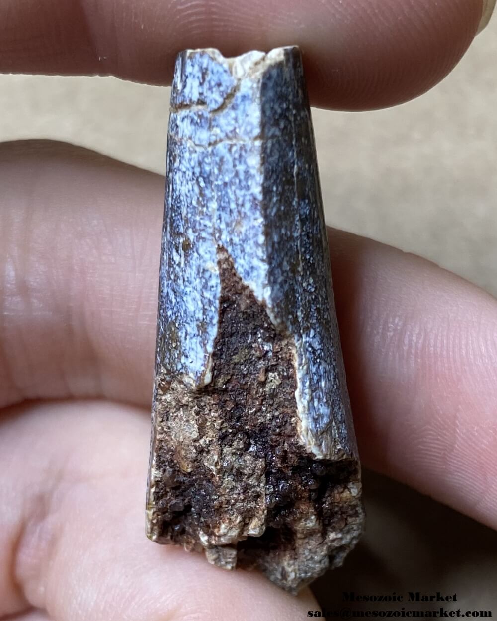 An image of the distal side of a fossilized tooth from a Suchomimus dinosaur.