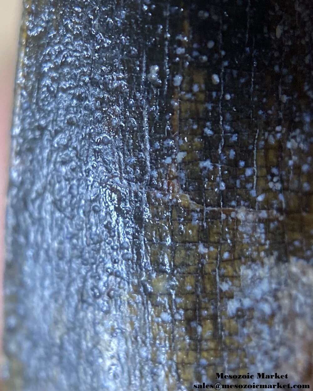 An image of a closeup view of a fossilized tooth from a Suchomimus dinosaur.