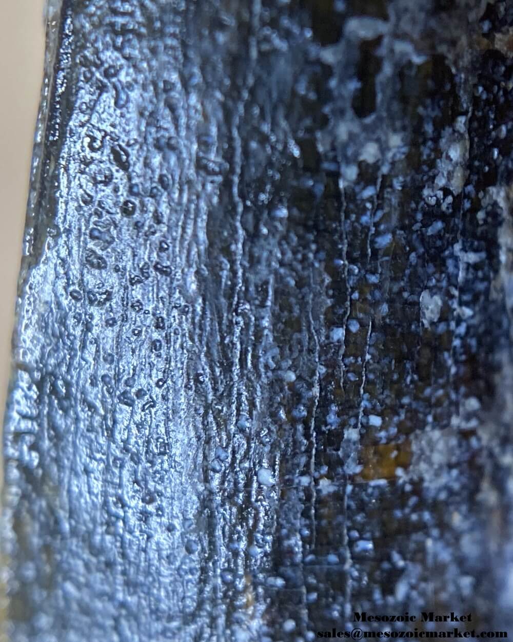 An image of a closeup view of a fossilized tooth from a Suchomimus dinosaur.