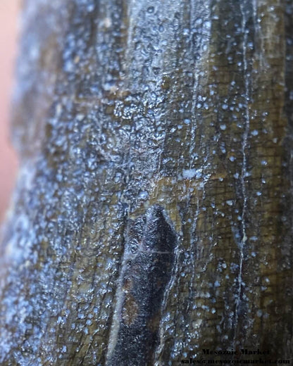 An image of a closeup view of a fossilized tooth from a Suchomimus dinosaur.