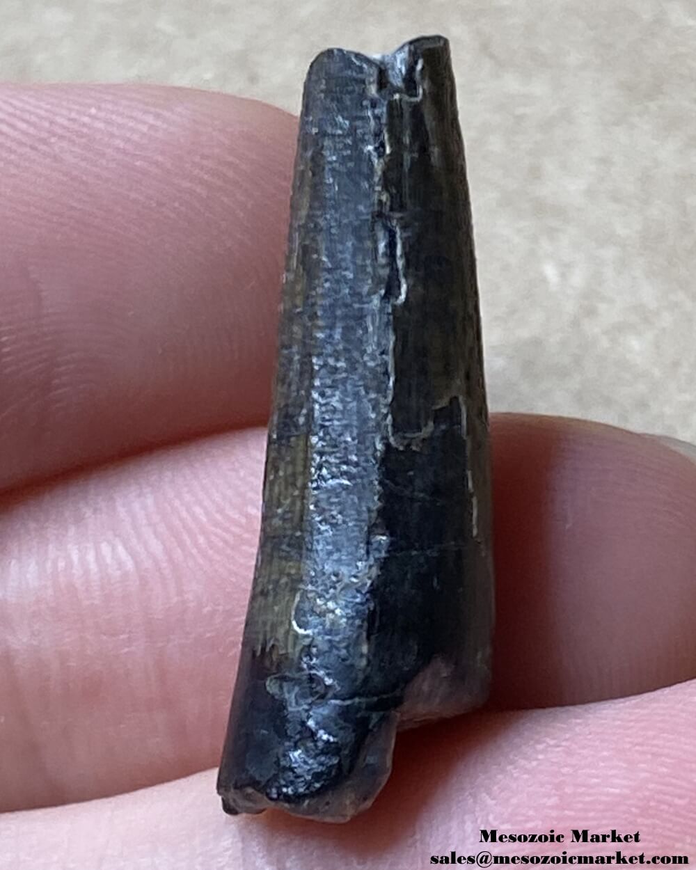 An image of a Suchomimus dinosaur tooth.