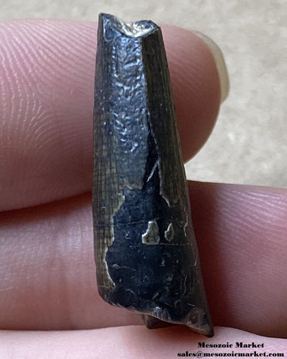 An image of a Suchomimus dinosaur tooth.