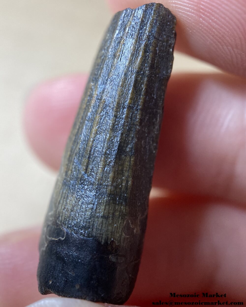 An image of a Suchomimus dinosaur tooth.