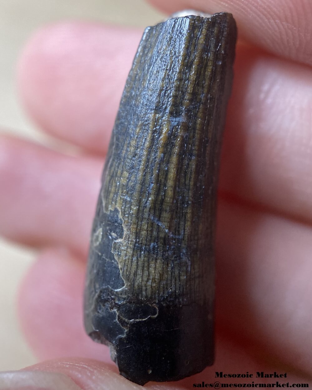 An image of a Suchomimus dinosaur tooth.