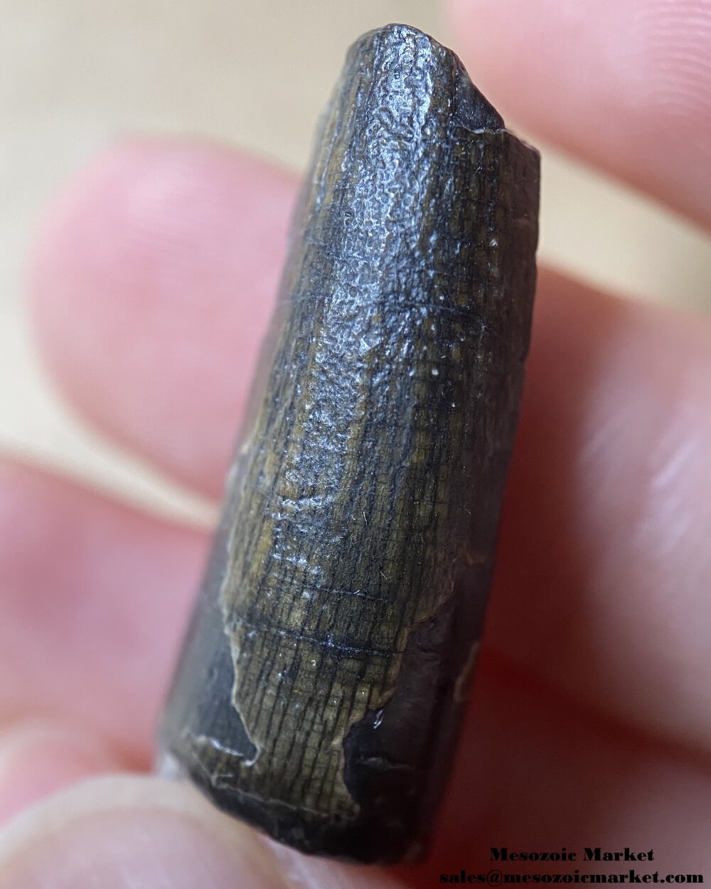 An image of a Suchomimus dinosaur tooth.