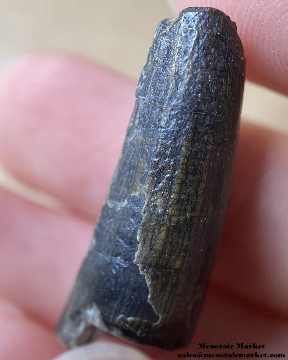 An image of a Suchomimus dinosaur tooth.