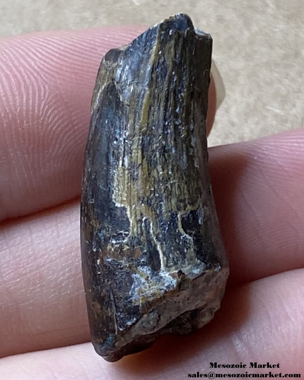 An image of a Suchomimus theropod tooth.