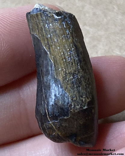 An image of a Suchomimus theropod tooth.