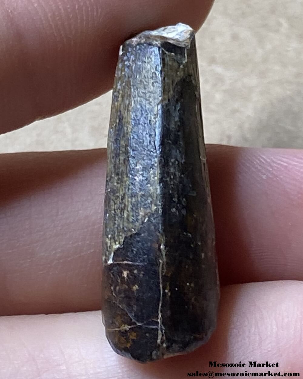 An image of a Suchomimus theropod tooth.