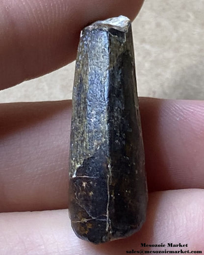 An image of a Suchomimus theropod tooth.