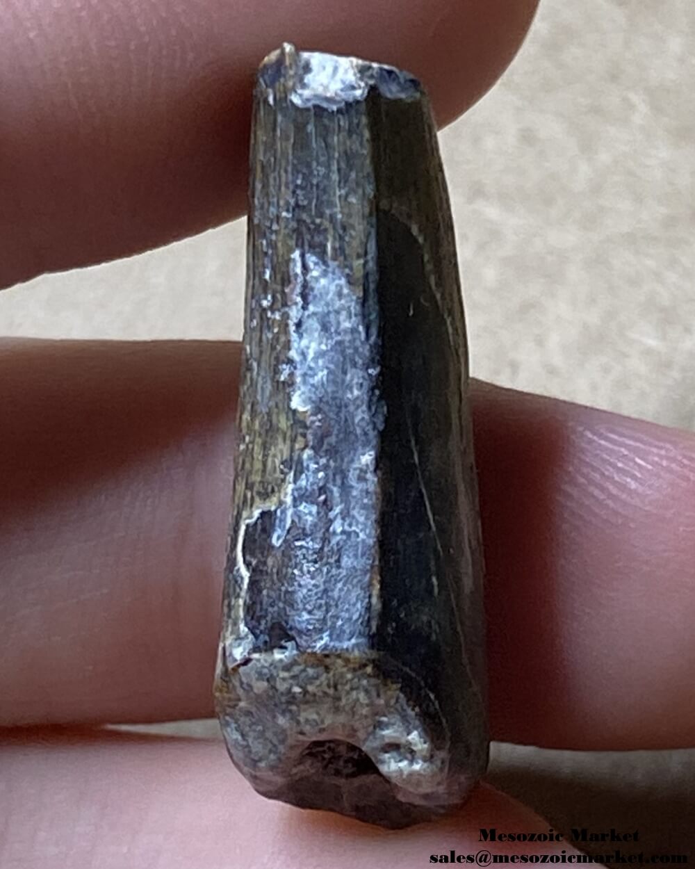 An image of a Suchomimus theropod tooth.