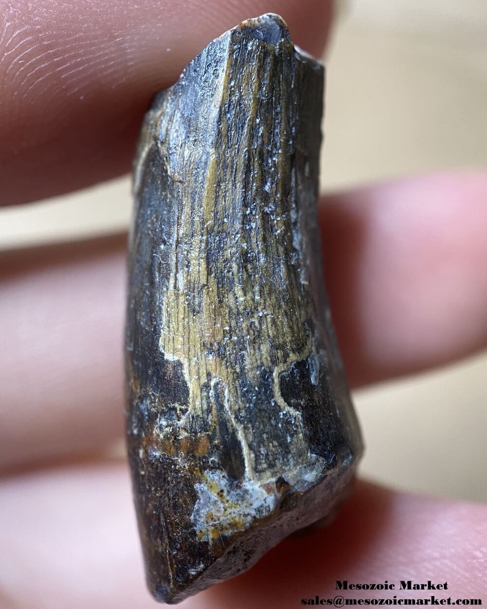 An image of a Suchomimus theropod tooth.