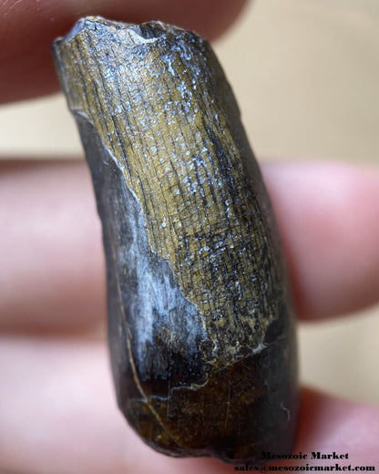 An image of a Suchomimus theropod tooth.