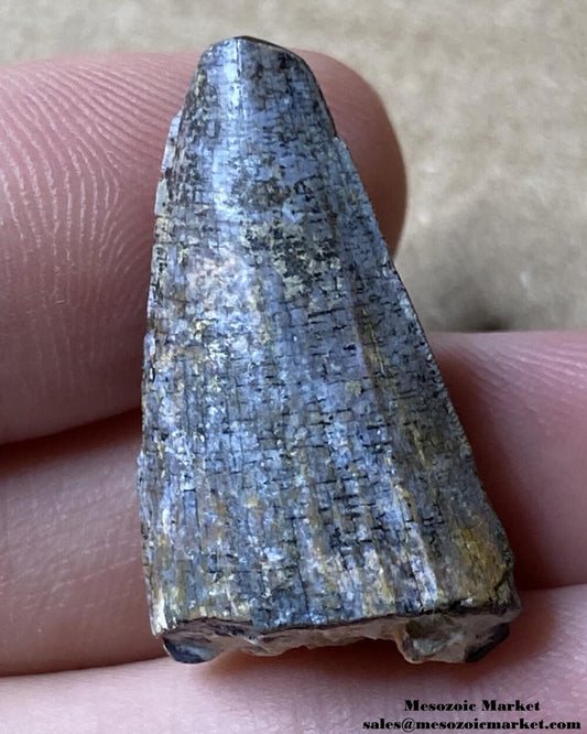 An image of a serrated Suchomimus dinosaur tooth fossil from the Elrhaz Formation.