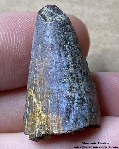 An image of a serrated Suchomimus spinosaurid dinosaur tooth fossil from the Elrhaz Formation.