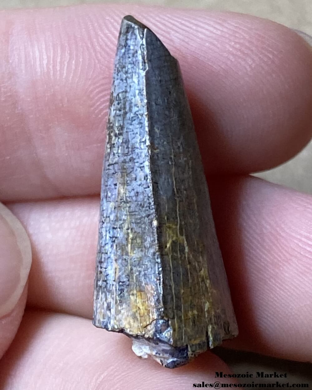 An image of a Suchomimus theropod dinosaur tooth fossil.