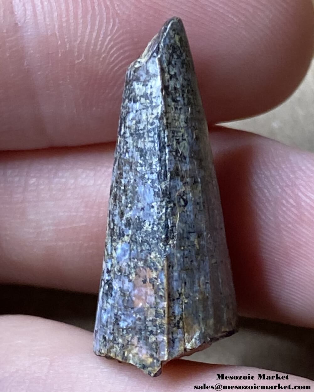 An image of a Suchomimus theropod dinosaur tooth fossil.