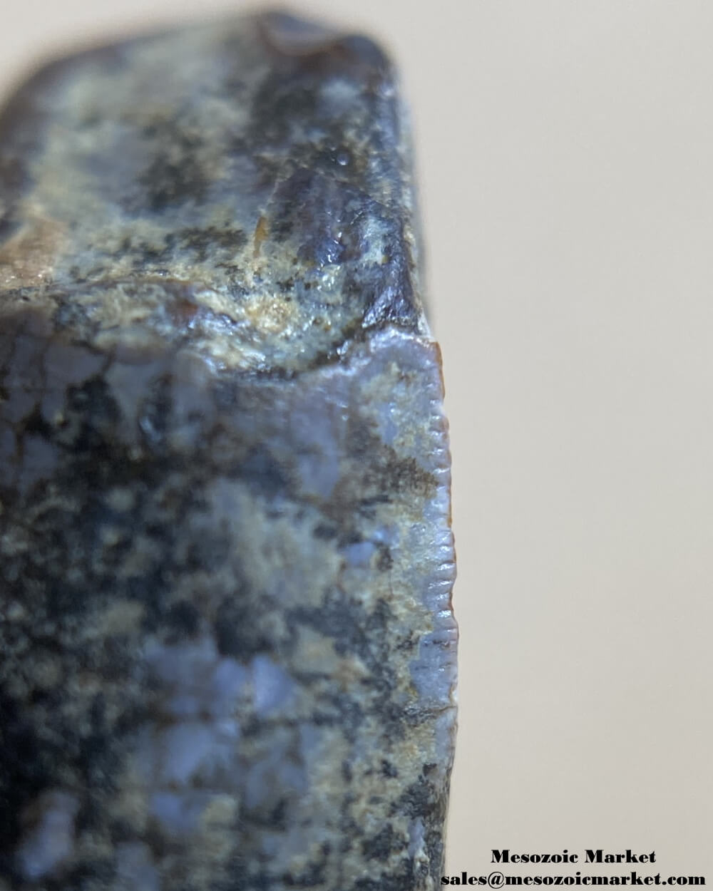 An image of the closeup view of the fine serrations of a Suchomimus dinosaur tooth fossil.