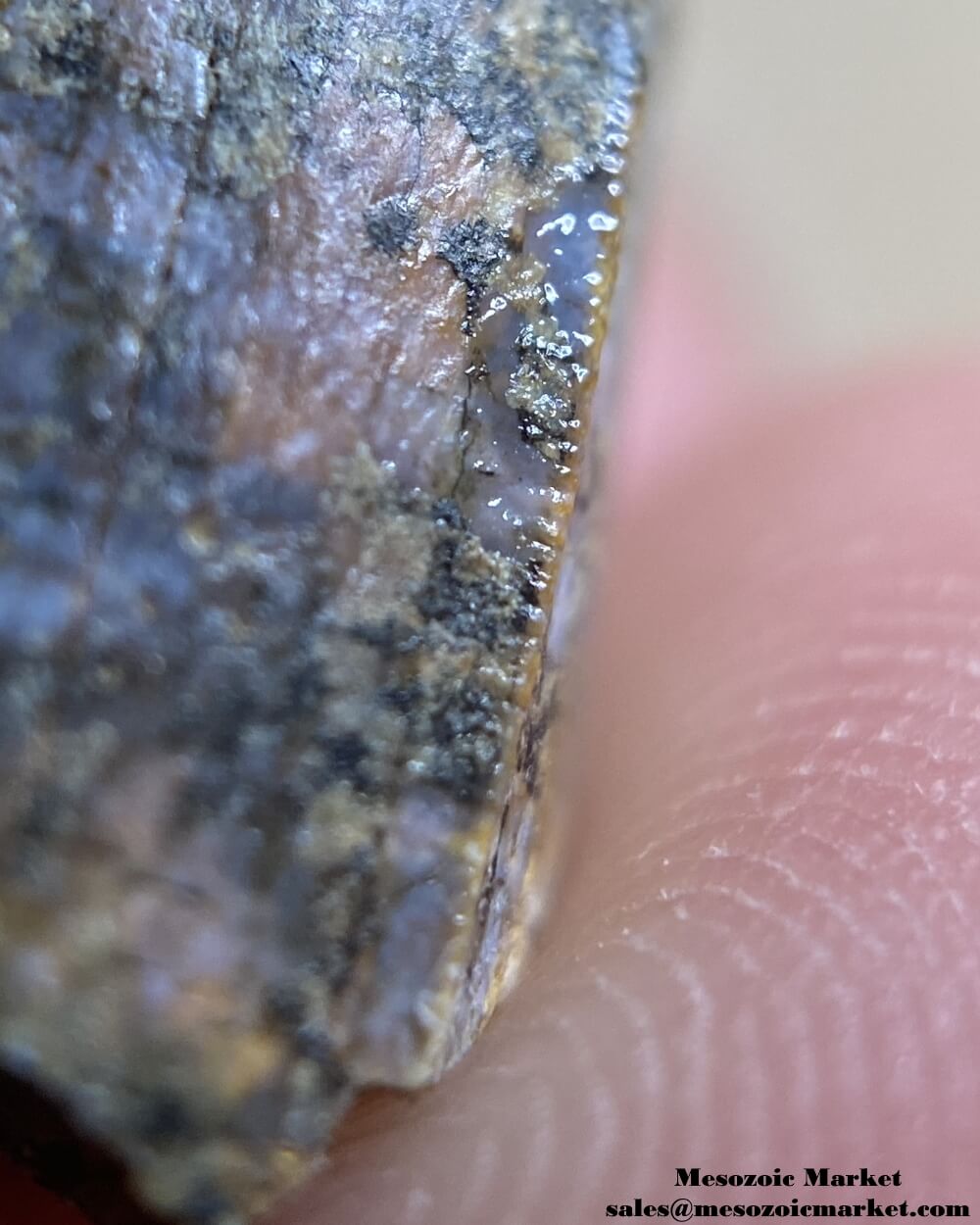 An image of the serrations of a Suchomimus theropod dinosaur tooth from the Elrhaz Formation.