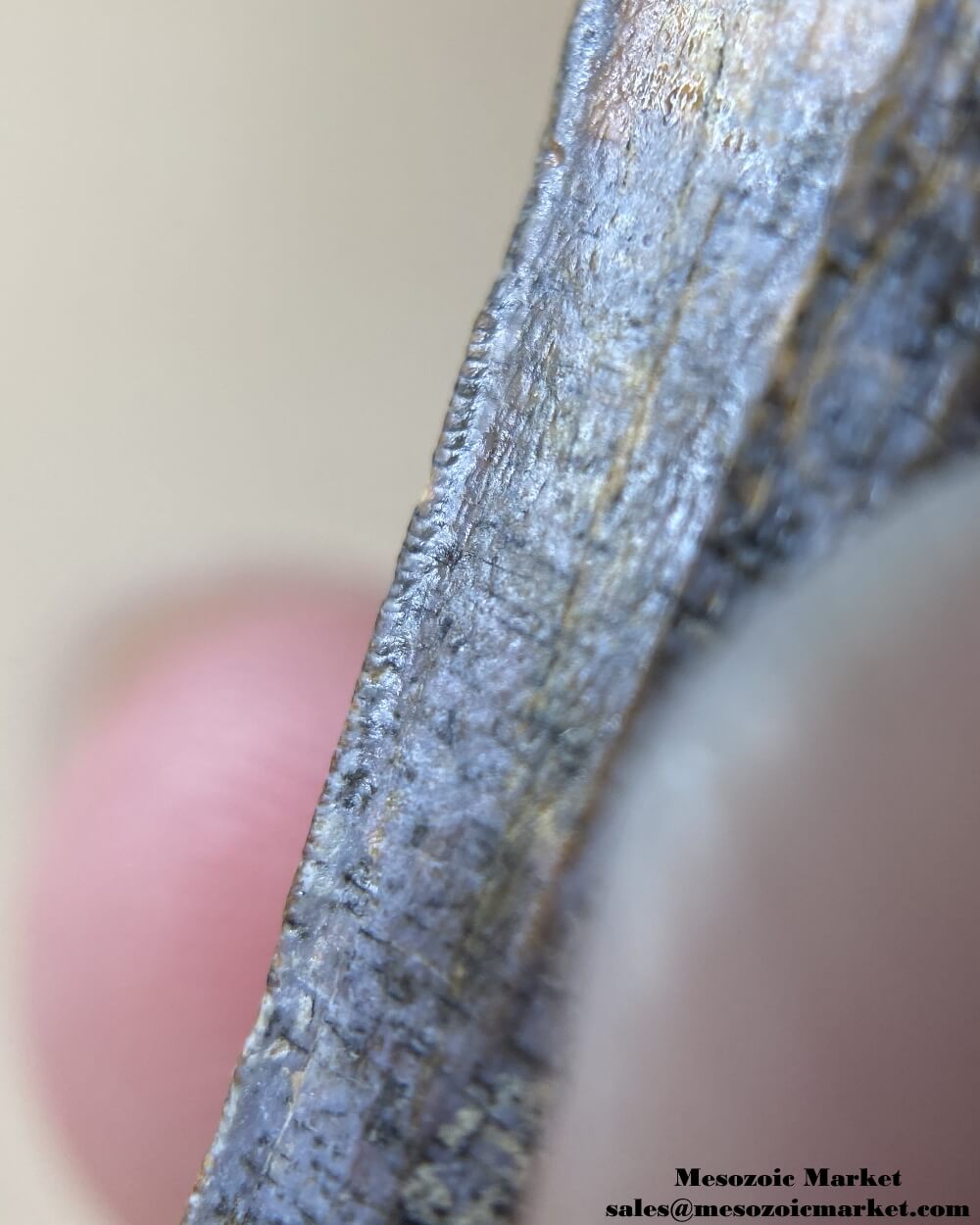 An image of a closeup view of the fine serrations of a Suchomimus dinosaur tooth.